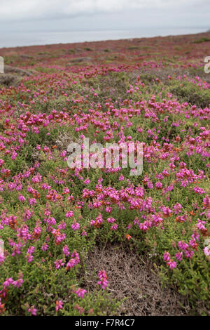 Dorset Heide, Wimpern-Heide, Wimpernheide, Wimperheide, Wimper-Heide, Dorset-Heide, Erica Ciliaris, Bruyère Ciliée, Küstenheide Stockfoto