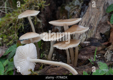 Gemeinsamen Mütze, Haube Mycena, rosig-Gill Fee Helm, Rosablättriger Helmling, Mycena galericulata Stockfoto