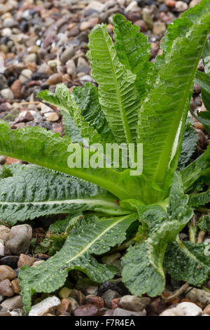 Fuller's Karde, wilde Karde, Blatt, Blätter, Wilde Karde, Blatt, Blätter, Blattrosette Dipsacus Fullonum, Dipsacus Sylvestris Stockfoto