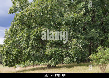 Traubeneiche, Cornwall Eiche, irische Eiche, Trauben-Eiche, Traubeneiche, Eiche, Quercus Petraea, Quercus Sessilis, Quercus Sessiliflora Stockfoto