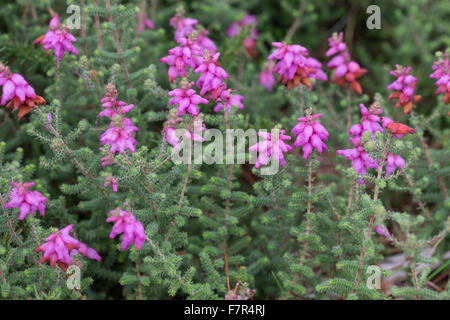 Dorset Heide, Wimpern-Heide, Wimpernheide, Wimperheide, Wimper-Heide, Dorset-Heide, Erica Ciliaris, Bruyère ciliée Stockfoto