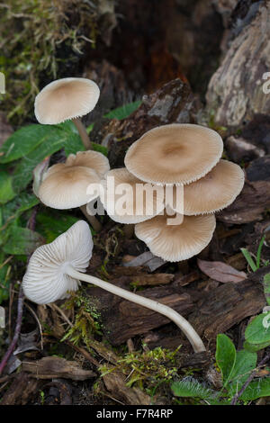Gemeinsamen Mütze, Haube Mycena, rosig-Gill Fee Helm, Rosablättriger Helmling, Mycena galericulata Stockfoto