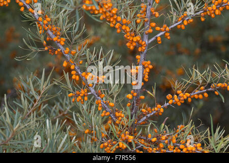 Gemeinsamen Sanddorn, Sanddorn, Obst, Sanddorn, Frucht, Früchte, Beeren, Hippophae Rhamnoides, Argousier, Saule Épineux Stockfoto