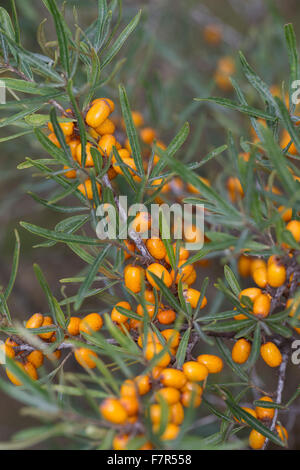 Gemeinsamen Sanddorn, Sanddorn, Obst, Sanddorn, Frucht, Früchte, Beeren, Hippophae Rhamnoides, Argousier, Saule Épineux Stockfoto