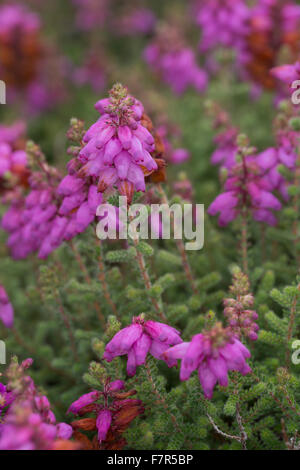 Dorset Heide, Wimpern-Heide, Wimpernheide, Wimperheide, Wimper-Heide, Dorset-Heide, Erica Ciliaris, Bruyère ciliée Stockfoto