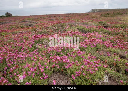 Dorset Heide, Wimpern-Heide, Wimpernheide, Wimperheide, Wimper-Heide, Dorset-Heide, Erica Ciliaris, Bruyère Ciliée, Küstenheide Stockfoto