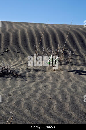 WASHINGTON - Wind modellierte Sand auf den Juniper-Dünen in der Juniper-Dünen-Wüste befindet sich nördlich der Tri-Cities. Stockfoto