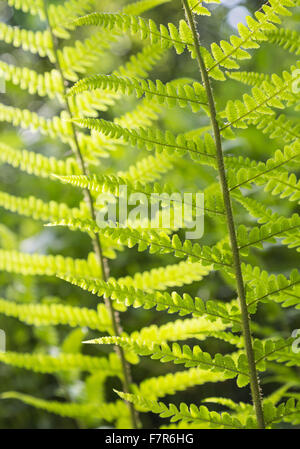 Sonnenlicht durch einige Farn Blätter auf dem Gelände in Shaws Ecke, Hertfordshire Stockfoto