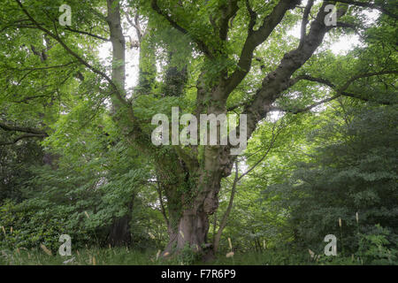 Ein uralter Baum auf dem Gelände des Gibside, Tyne & Verschleiß. Gibside entstand aus einer der reichsten Männer in Georgian England und bietet eine fantastische Aussicht, weiten, offenen Flächen, faszinierende historische Gebäude und Ruinen. Stockfoto