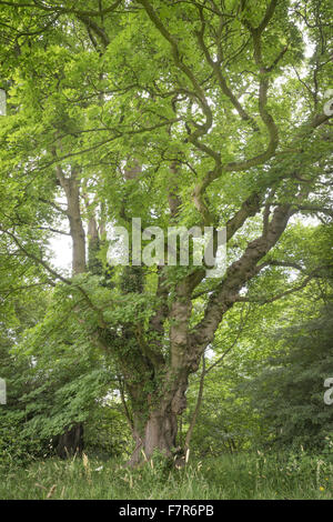 Ein uralter Baum auf dem Gelände des Gibside, Tyne & Verschleiß. Gibside entstand aus einer der reichsten Männer in Georgian England und bietet eine fantastische Aussicht, weiten, offenen Flächen, faszinierende historische Gebäude und Ruinen. Stockfoto