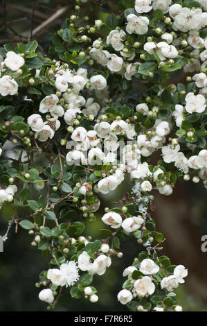 Luma Apiculata im Garten am Coleton Fishacre, Devon. Der Garten am Coleton Fishacre liegt in einem Tal, das Trommeln mit unterschiedlichen und exotischen Pflanzen hinunter zum Meer. Stockfoto