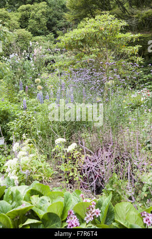 Grenze auf Seemly Terrasse gepflanzt mit Limonium Suworowii, Verbena Bonariensis und Lupinus Polyphyllus "The Governor" bei Coleton Fishacre, Devon. Der Garten am Coleton Fishacre liegt in einem Tal, das Trommeln mit unterschiedlichen und exotischen Pflanzen hinunter zum Meer. Stockfoto