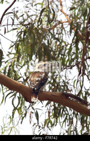 Lachende Kookaburra (Dacelo Novaeguineae) sitzt auf einem Baum auf Phillip Island, Victoria, Australien. Stockfoto