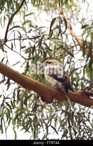 Lachende Kookaburra (Dacelo Novaeguineae) sitzt auf einem Baum auf Phillip Island, Victoria, Australien. Stockfoto