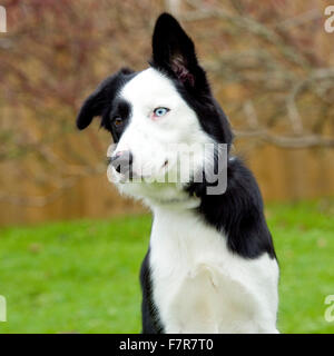 Border-Collie Kopf Stockfoto