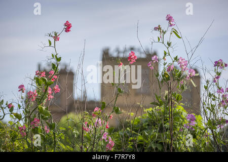 Süße Erbsen wachsen in Hardwick Hall, Derbyshire. Hardwick Hall Estate besteht aus wunderschönen Häusern und schönen Landschaften. Stockfoto