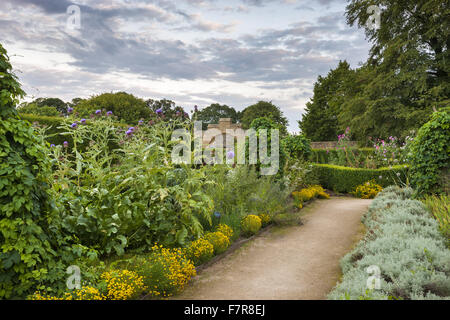 Disteln wachsen im Kräutergarten in Hardwick Hall, Derbyshire. Hardwick Hall Estate besteht aus wunderschönen Häusern und schönen Landschaften. Stockfoto