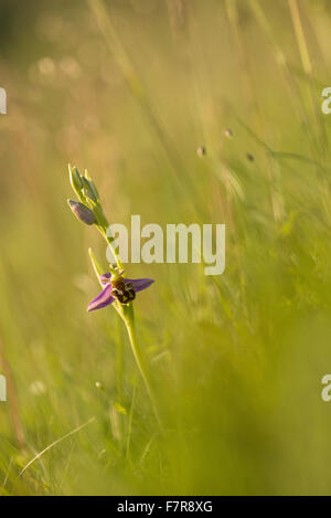 Biene Orchidee (Ophrys Apifera) in Hambledon Hill, Dorset. Der Hügel ist einer prähistorischen Wallburg und National Nature Reserve, gelegen in der Blackmore Vale, in der Nähe von Blandford Forum. Stockfoto