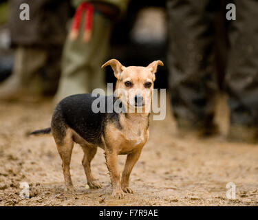 Jack Russell Terrier auf die Jagd Stockfoto