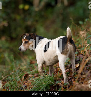 Jack-Russell-Terrier in Wäldern Stockfoto