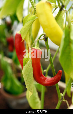 Paprika wächst in die Gärten von Scotney Castle, Kent. Scotney Castle ist ein Landhaus, romantischer Garten und 14. Jahrhundert Wasserburg - alle inmitten einer wunderschönen bewaldeten Anwesen. Stockfoto