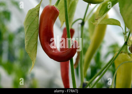 Paprika wächst in die Gärten von Scotney Castle, Kent. Scotney Castle ist ein Landhaus, romantischer Garten und 14. Jahrhundert Wasserburg - alle inmitten einer wunderschönen bewaldeten Anwesen. Stockfoto