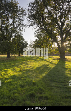 Wald im Packwood House, Warwickshire. Packwood House Ursprünge liegen im 16. Jahrhundert, aber es war in den 1920er Jahren aufwändig restauriert. Stockfoto