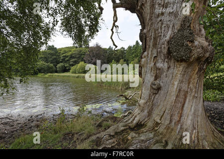 Ein Baum neben dem großen Pool auf dem Landgut Dudmaston, Shropshire. Stockfoto