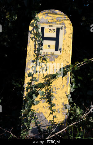 Efeu-Ranken auf Hydranten Marker post am Straßenrand Stockfoto