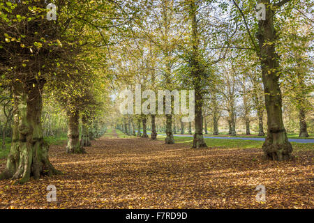 Lindenallee im Clumber Park, Nottinghamshire. Stockfoto