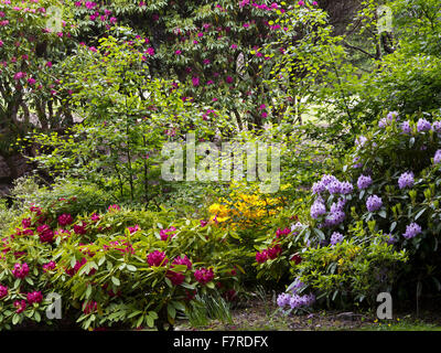 Rhododendren blühen im Fell Fuß Park, Windermere, Cumbria, im Juni. Stockfoto