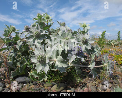 Meer Holly, Sandscale Haws Stockfoto