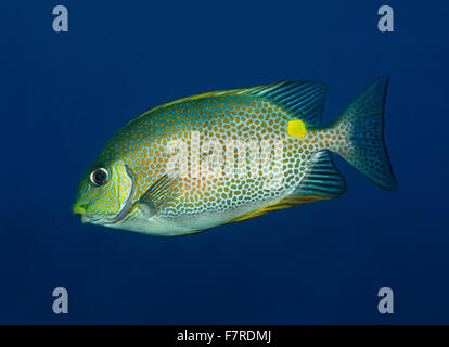 Gold Sattel Kaninchen, Siganus Guttatus, Schwimmen im Freiwasser, Tulamben, Bali, Indonesien Stockfoto