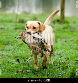 Gelbe Labrador Retriever Abrufen eines Fasan Stockfoto