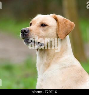 gelber Labrador Retriever Kopfschuss Stockfoto