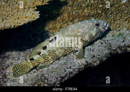 Fettig Zackenbarsch, Epinephelus Tauvina, ruht auf Tabelle Korallen, Bathala, Malediven, Indischer Ozean Stockfoto