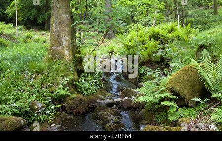 Ein Farn gesäumten Bach durch Skelghyll Woods in der Nähe von Ambleside, Cumbria. Stockfoto