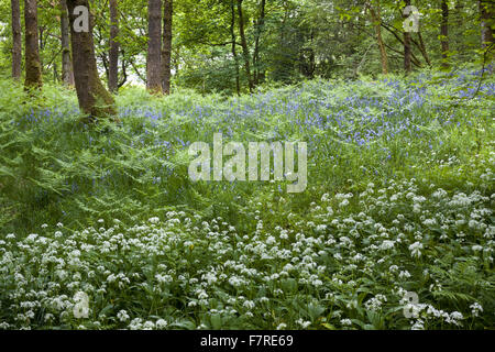 Glockenblumen und Bärlauch wächst in Skelghyll Woods in der Nähe von Ambleside, Cumbria. Stockfoto