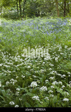 Glockenblumen und Bärlauch wächst in Skelghyll Woods in der Nähe von Ambleside, Cumbria. Stockfoto