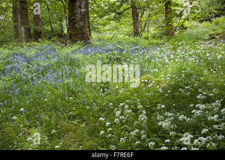 Glockenblumen und Bärlauch wächst in Skelghyll Woods in der Nähe von Ambleside, Cumbria. Stockfoto