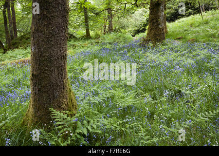 Glockenblumen wachsen in Skelghyll Woods in der Nähe von Ambleside, Cumbria. Stockfoto