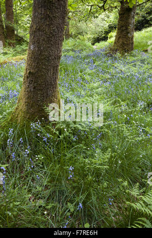 Glockenblumen wachsen in Skelghyll Woods in der Nähe von Ambleside, Cumbria. Stockfoto