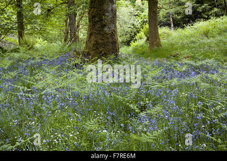 Glockenblumen wachsen in Skelghyll Woods in der Nähe von Ambleside, Cumbria. Stockfoto