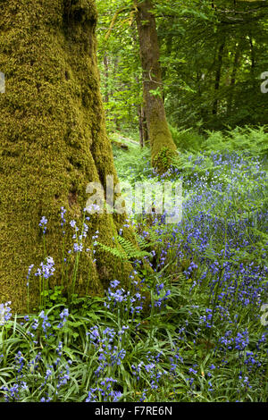 Glockenblumen wachsen in Skelghyll Woods in der Nähe von Ambleside, Cumbria. Stockfoto