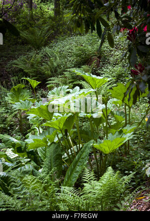 Gunnera und Farne wachsen mit Stagshaw Garten, Cumbria, im Juni. Stockfoto