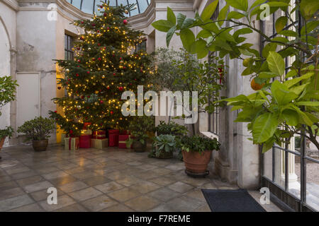 Ein geschmückter Weihnachtsbaum in der Orangerie des Trelissick, Cornwall. Stockfoto