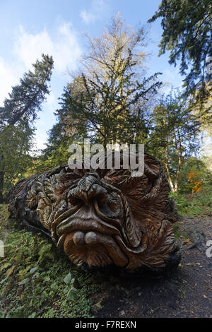 Baum-Skulptur, bekannt als "Douglas", auf einen gefallenen Fir an Cragside, Northumberland geschnitzt. Dieses "Grüne Mann" Gesicht wurde im Jahr 2010 in den Kofferraum eines 140 Jahre alten Douglasien Baum Bildhauers Tommy Craggs geschnitzt. Stockfoto