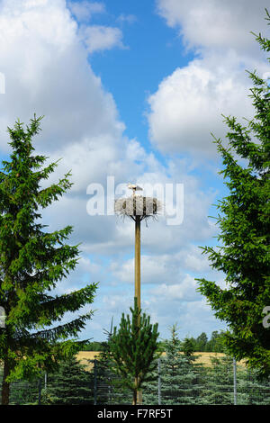 zwei Störche im Nest befindet sich auf einer hohen Säule Stockfoto