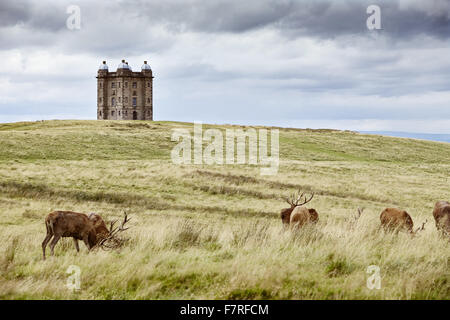 Hirsch vor dem Käfig an Lyme Park, Haus und Garten, Cheshire. Lyme Park liegt in 1400 Hektar großen Park und bietet einen herrlichen Blick über Manchester und Cheshire Plain. Stockfoto