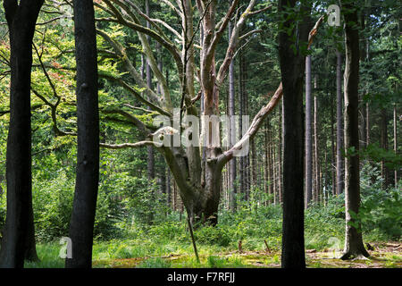 Alte Buche (Fagus Sylvatica) unter Pinien im Mischwald Stockfoto